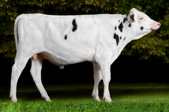 А-ЭМЕРЛИНГ-М 813492775 ЕТ